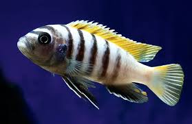 Top 10 Cichlids We Love To Keep In 29-Gallon Fish Tanks – Aquarium Co-Op