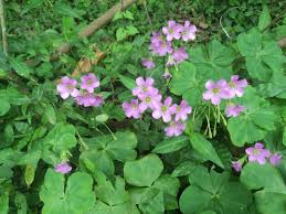 Image result for Oxalis debilis