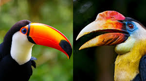 We did not find results for: Toucan Don T You Dare Calling Me A Hornbill Cgtn