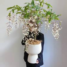 Image result for Clerodendrum rotundifolium