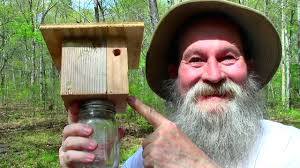 Carpenter bee trap effectiveness and ethics