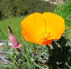 Image result for Eschscholzia