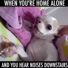 When You Are Home Alone And You Hear Noises Downstairs In 2020 Cute Animal Videos Chihuahua Funny Cute Funny Animals