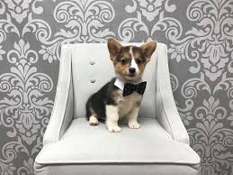 Welsh corgi puppies are intelligent, compact and strong herder pups that are sure to keep you entertained, however corgis only need moderate size: Pembroke Welsh Corgi Dog Male Tricolor 1932878 Furry Babies