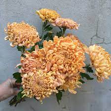 Pin On Fall Flowers