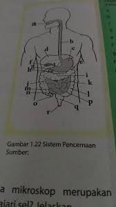 Dalam tubuh hewan terdapat sembilan sistem organ, yaitu: Sistem Pencernaan Dan Organ Penyusunnya A Kata Sambutan Dalam Bahasa Ingris