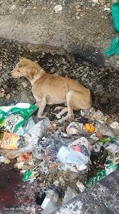 How to help a sick stray dog stuck in a pit in Chennai?