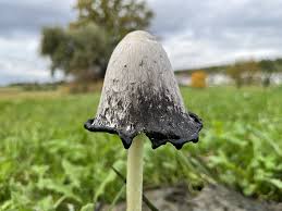Image result for Coprinus comatus