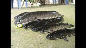 Google's free service instantly translates words, phrases, and web pages between english and over 100 other languages. Jumpfrog Snakehead Haruan Site Vtwctr