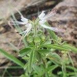 Image result for Ocimum filamentosum