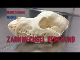 Wann verlieren labrador welpen ihre milchzähne? á… Zahnwechsel Beim Welpen Guter Hund De