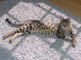 The savannah is a hybrid cat breed. F1 Thru F5 Savannah Cat Size Guide African Cats Savannah Cat Breed