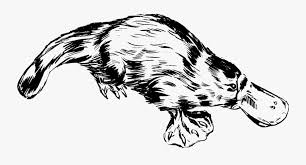 Platypus Platypus Black And White Clipart Free Transparent Clipart Clipartkey 593x800 free clipart cartoon platypus teal apaulcalypse. platypus platypus black and white