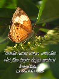 Werkzeug und baumaterial für profis und heimwerker. Kata Mutiara Tentang Kupu Kupu Katapos