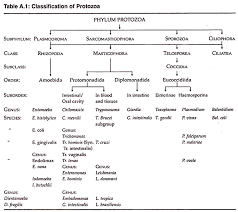 Protozoa Classification Laboratory Science Microbiology Pharmacological