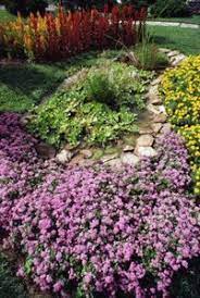The Best Groundcover For Full Sun And Clay Soil Hunker Ground Cover Plants Clay Soil Plants Cottage Garden