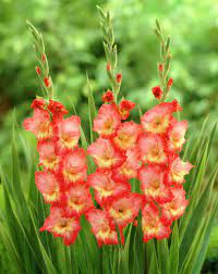 Gladiolus Drama Gladiolus Gladiolus Flower Plants