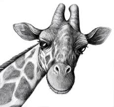 Below you'll find a collection of step by step tutorials on drawing animals. Easy To Draw Animals Realistic Novocom Top