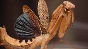 Image result for Lepidagathis randii