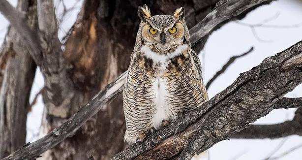 Great Horned Owl Overview, All About Birds, Cornell Lab of Ornithology