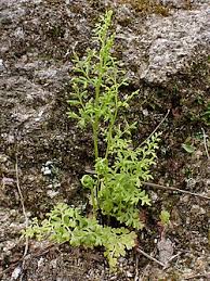 Image result for Anogramma