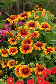 It is commonly cultivated in gardens as an annual, and has over time escaped from gardens and naturalized thoughout most of the eastern u. Gaillardia Drought Tolerant Color In The Garden Hardy Perennials Colorful Garden Drought Tolerant Plants