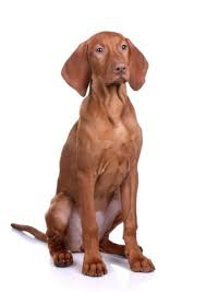 If you are in search of a pet quality/show quality pup that possesses a loving personality, has a good temperament, and is capable of skills that will exceed your expectations. Vizslas For Sale Adopt Vizsla Puppies For Sale Online Today Vip Puppies Dog Breeds Medium Vizsla Puppies For Sale Vizsla Puppies