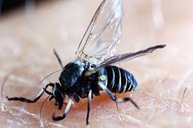 Kriebelmucke Bei Pferden Kriebelmucken Insekten Heimtiere