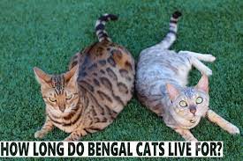 How Long Do Bengal Cats Live For Blindbengal
