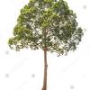 Menanam pokok angkat yang bernama merawan siput jantan. 1