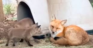 Fox who spent months alone in enclosure can't contain emotion when she meets 3 orphaned babies