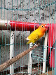 Check spelling or type a new query. Jual Burung Lovebird Love Bird Atau Lb Warna Pasjo Atau Paskun Jantan Dewasa Di Lapak Duniaonline Jakarta Bukalapak