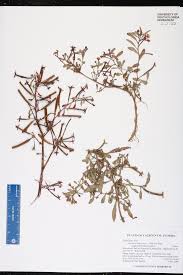 Image result for Ludwigia leptocarpa