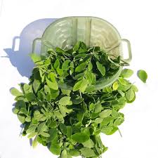 Image result for Moringaceae