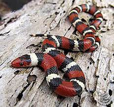 Scarlet King Snake Snake Amphibians Reptiles And Amphibians