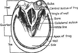 Por amor al arte hanno karlhuber / i figured it would be tough to get nintendo on board for an eshop launch, but it looks like rainway is actually going to happen, so maybe moonlight is possible too? Horse Hoof Anatomy My Virtual Equine Farm