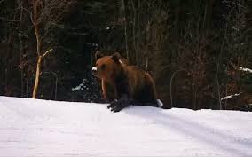 „nu sexul în noaptea dinaintea competiţiei este problema, ci să pierzi toată noaptea pentru a căuta sexul. Ministrul Mediului Tanczos Barna PledeazÄƒ Pentru Necesitatea DiminuÄƒrii NumÄƒrului De UrÈ™i Nu ExistÄƒ Nicio Specie Care SÄƒ PunÄƒ In Pericol PopulaÈ›ia De UrÈ™i È™i NumÄƒrul Lor Tot CreÈ™te Pericolul E Tot Mai