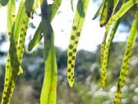 Image result for Lepisorus