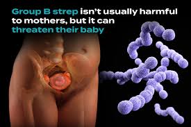 Image result for Group B Streptococcus