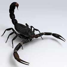 Emperor scorpion behavior and temperament. Only My Child Gets Stung By A Scorpion Luckily We Live In A Place Where They Aren T Poisonous Scorpion Black Scorpio Arachnids