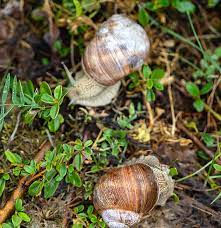We did not find results for: How To Harvest And Cook Snails From The Garden Edible Communities