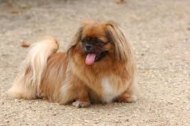 What Is The Life Expectancy Of A Shih Tzu Dog Pets
