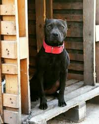 Black And Brown Pitbull Dog Black Pitbull Adba Black Pitbull Puppies Pitbulls Pitbull Puppies