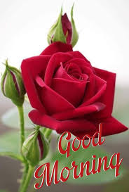 Saraseraragmail Com Buongiorno Beautiful Rose Flowers Red Roses Flower Photos