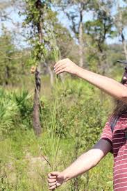 Image result for Aristida transvaalensis