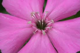 Image result for Silene kiwuensis