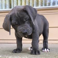 We are breeders of the south african boerboel (south african mastiff). Exotics Blu Pac Aka Titian See Adult Boerboels As Puppies