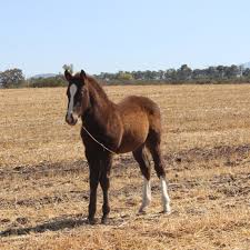 Image result for tbn:tVj6rqcH-AQR9M::www.pregonagropecuario.com.ar/images/caballo_overo.jpg