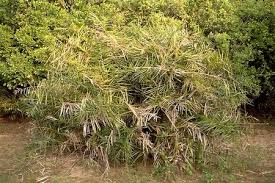 Image result for Phoenix pusilla