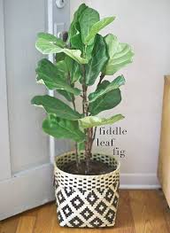 It prefers indirect sunlight and can remain dry for. Choosing The Best Indoor Plants For Your Interior